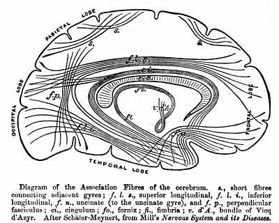 Association (Baldwin 1901)